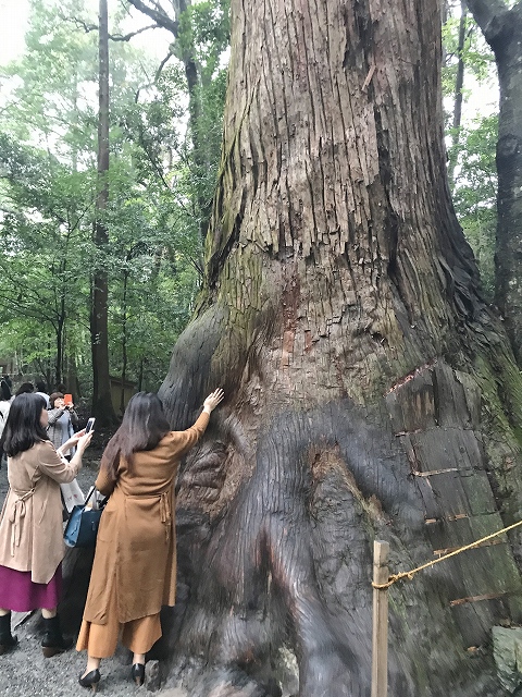 伊勢神宮　内宮　杉の巨木
