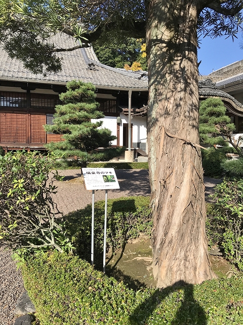 瑞泉寺　マキの木