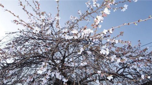 千手院の四季桜