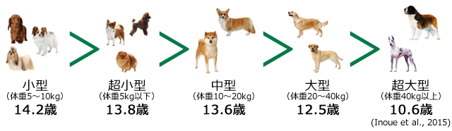 犬の平均寿命
