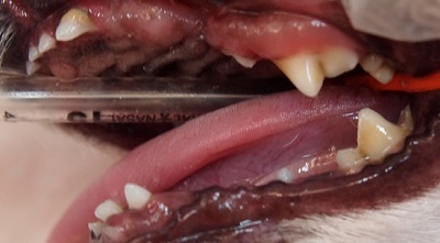 ゆずちゃん　犬の歯石除去3