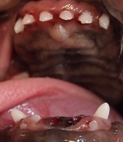 ゆずちゃん　犬の歯石除去5