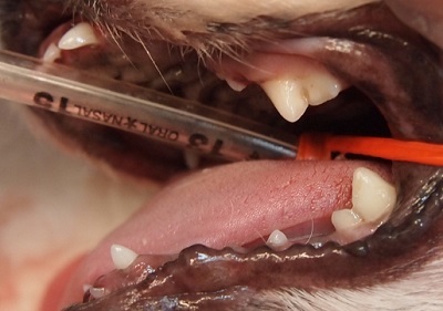 ゆずちゃん　犬の歯石除去6