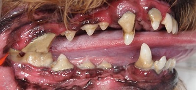 メレちゃん　犬の歯石除去1