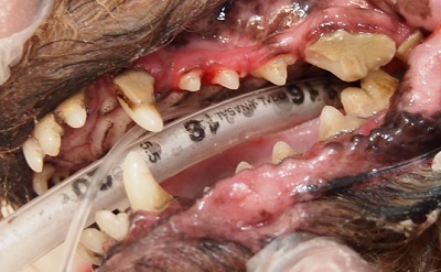 メレちゃん　犬の歯石除去2