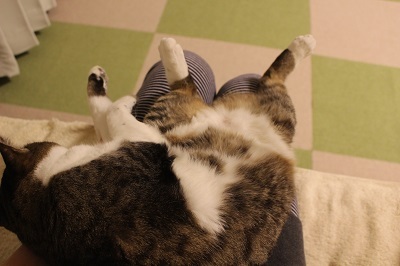 柔軟性のある猫