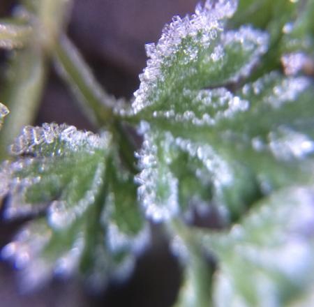 20181213発芽したオルラヤ葉の霜をiPhoneマクロで