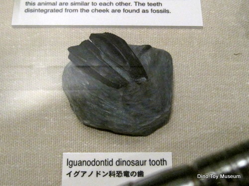 京都大学総合博物館に立ち寄ってみました。恐竜の展示はあるかな？