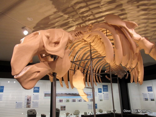 250万年前から長岡市立科学博物館にやって来たカイギュウ親子