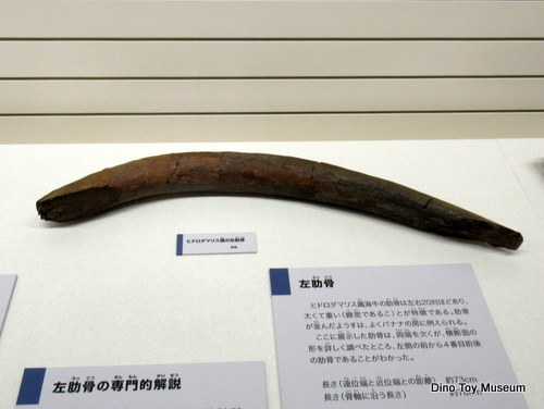 250万年前から長岡市立科学博物館にやって来たカイギュウ親子