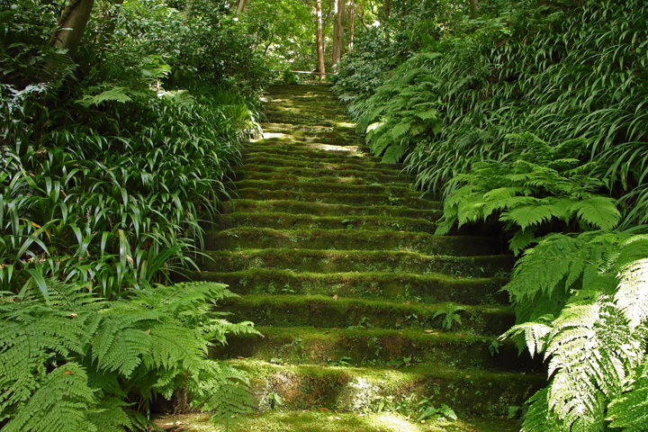 180908_Myohoji_Mossy-Stone-Stairs.jpg