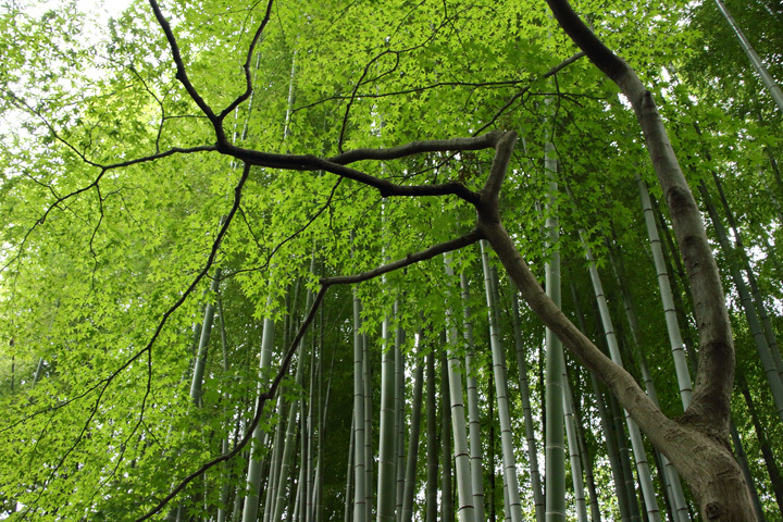 180916_Buaiso-Bamboo-Grove.jpg