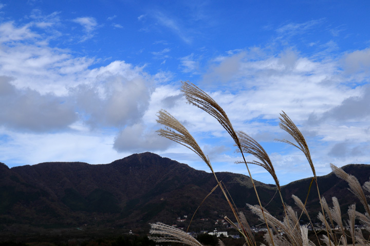 181024_Susuki-Field_Mt-Kintoki_2.jpg