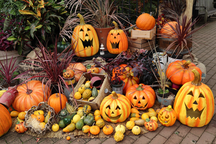 181028_Halloween-Pumpkins.jpg