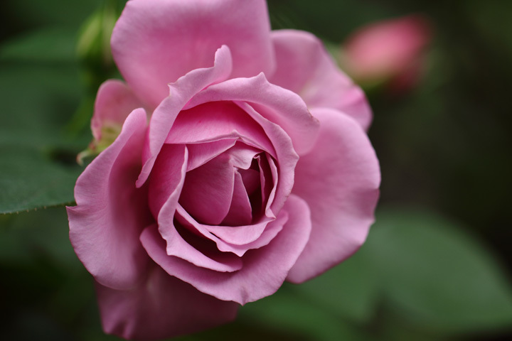 181028_Light-Purple-Rose.jpg
