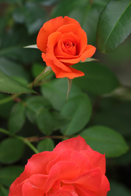 181028_Orange-Rose.jpg