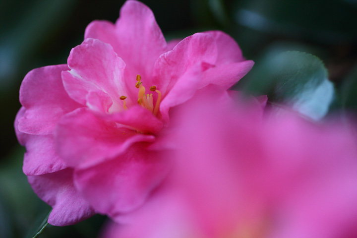 181117_Camellia-hiemalis.jpg