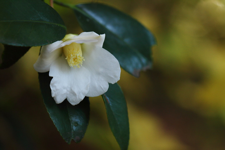 181201_Camellia-japonica.jpg