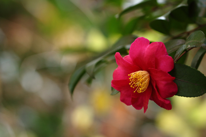 181201_Camellia-sasanqua.jpg