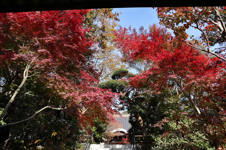 181201_Kozouji-Temple.jpg