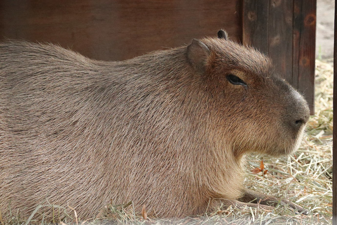 181207_Capybara.jpg