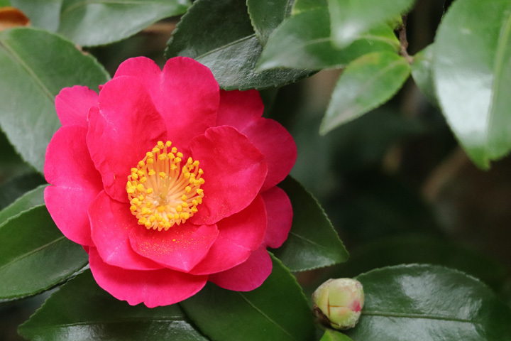 181210_Camellia-sasanqua.jpg