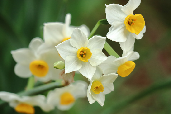 181210_Narcissus-tazetta-chinensis.jpg