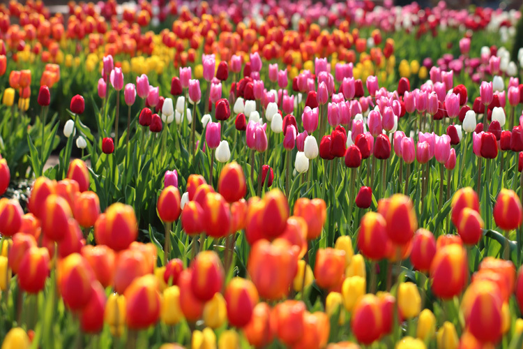 181220_Kana-Garden_Tulips.jpg