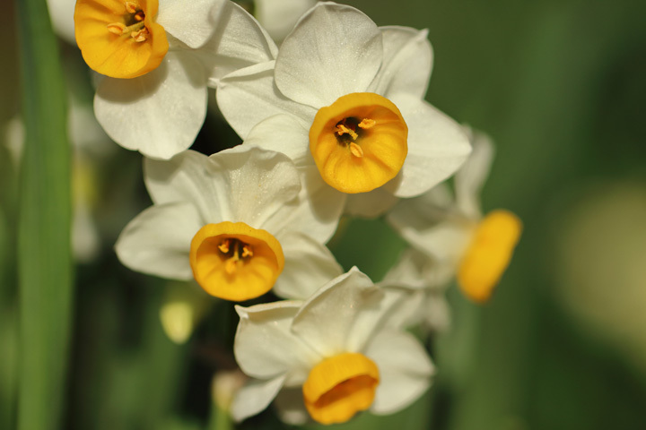 181221_Narcissus-tazetta-chinensis.jpg