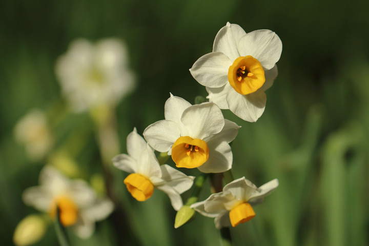 181221_Narcissus-tazetta-chinensis_2.jpg