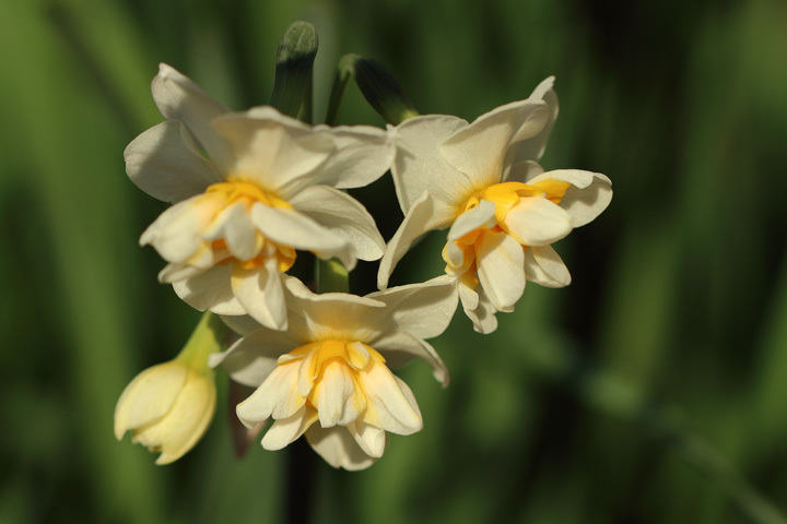 181221_Narcissus-tazetta-chinensis_3.jpg