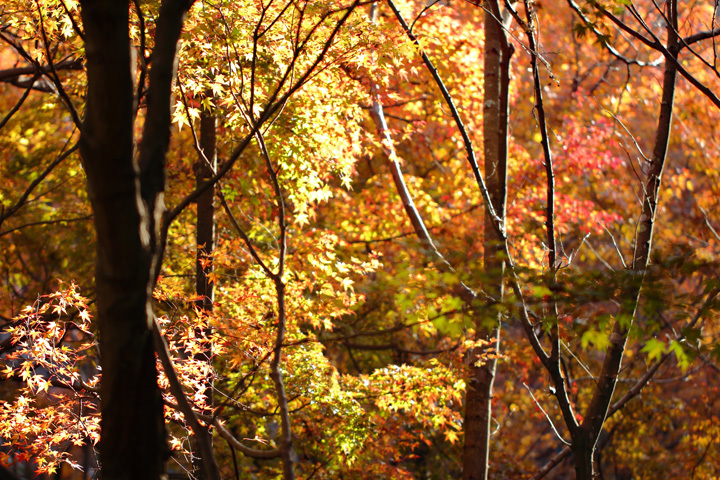 181221_Zuisenji-Autumn-leaves.jpg