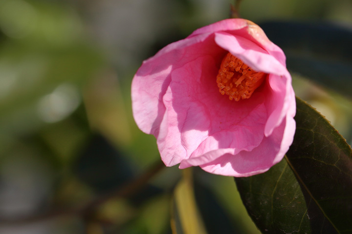 190122_-Camellia-japonica.jpg