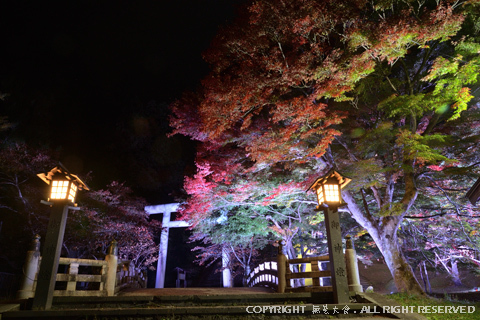土津神社の夜モミジ #2