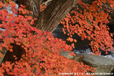 山鶏滝渓谷の秋