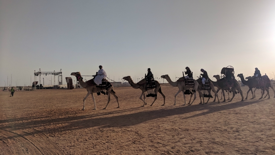 saudi arabia camel
