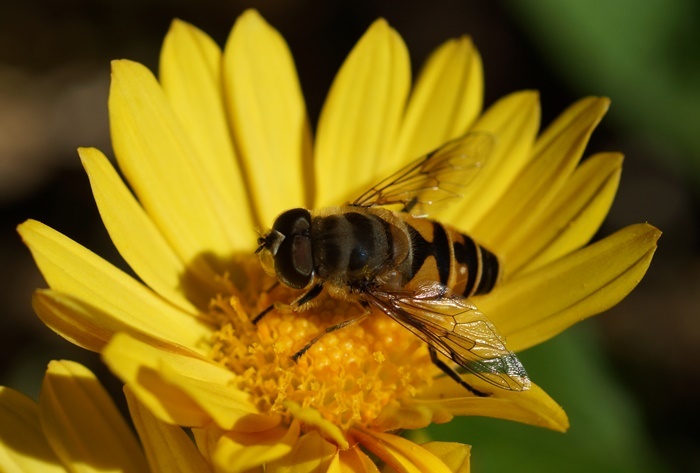黄菊にミツバチ