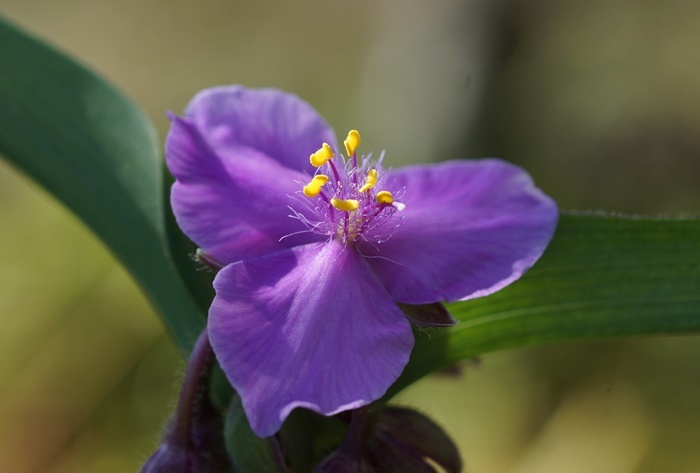 紫露草1823