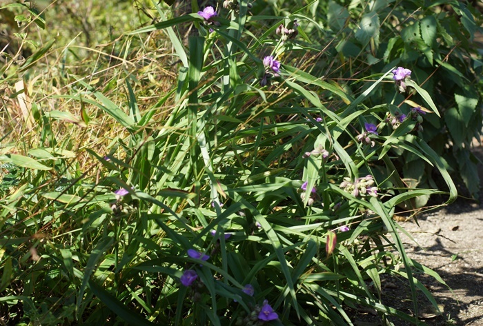 紫露草1822