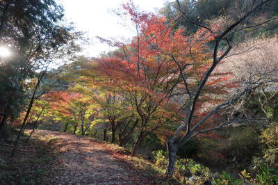 伊豆高原　ギャラリーブナの木　10月桜