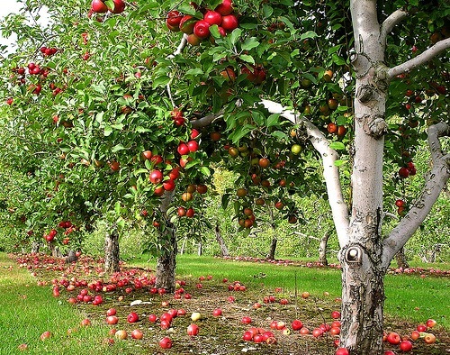 flickr-apple-orchard.jpg
