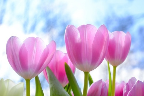 spring-pink-tulip-flower-1019475.jpeg