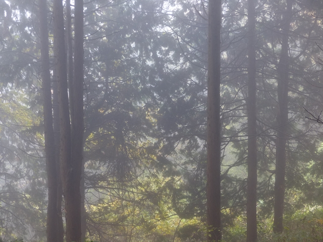 霧の林４