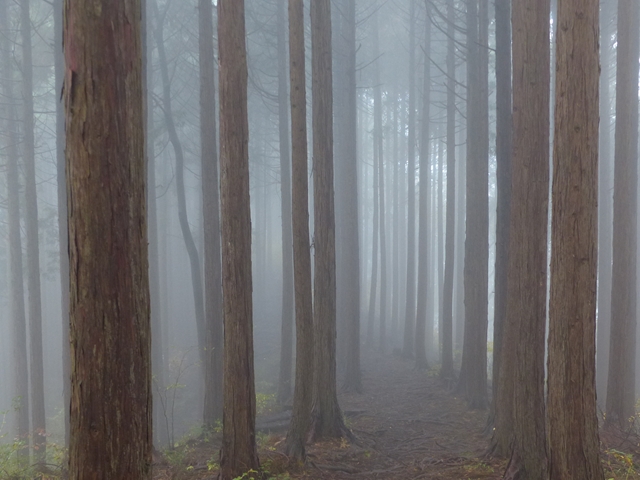 霧の林７