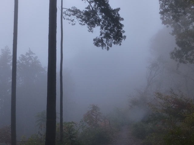 霧の林８