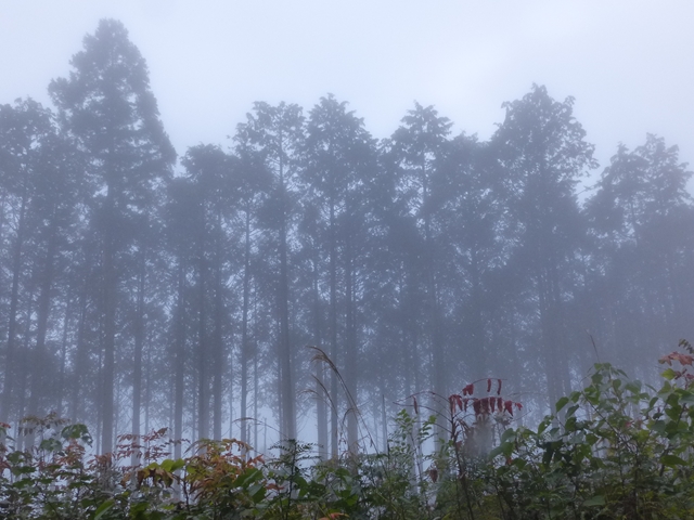 霧の林６