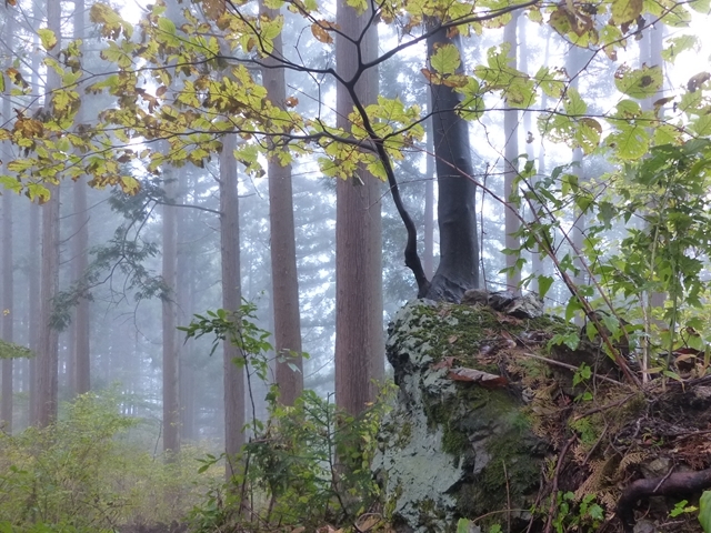 霧の林１１