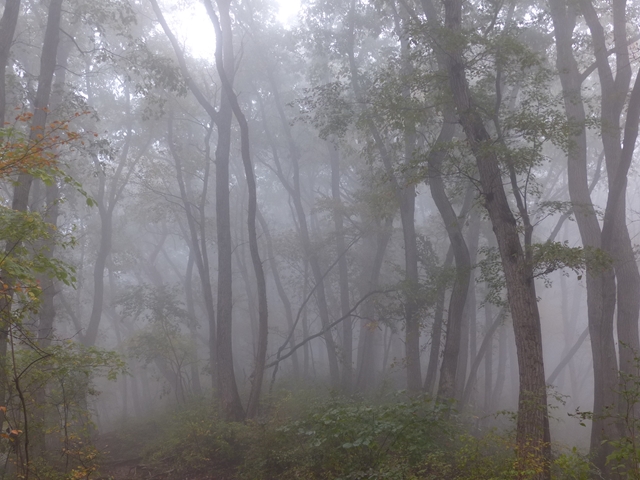 霧の林１