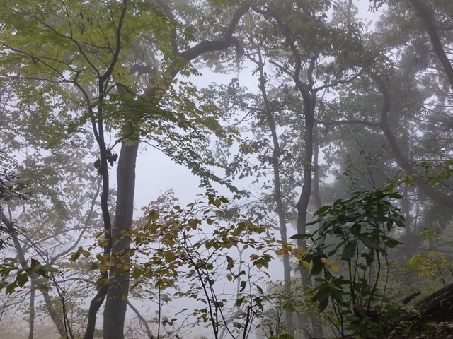 霧の林２