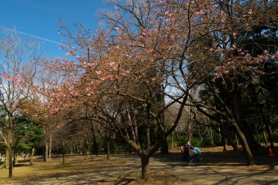 公園の河津桜の様子